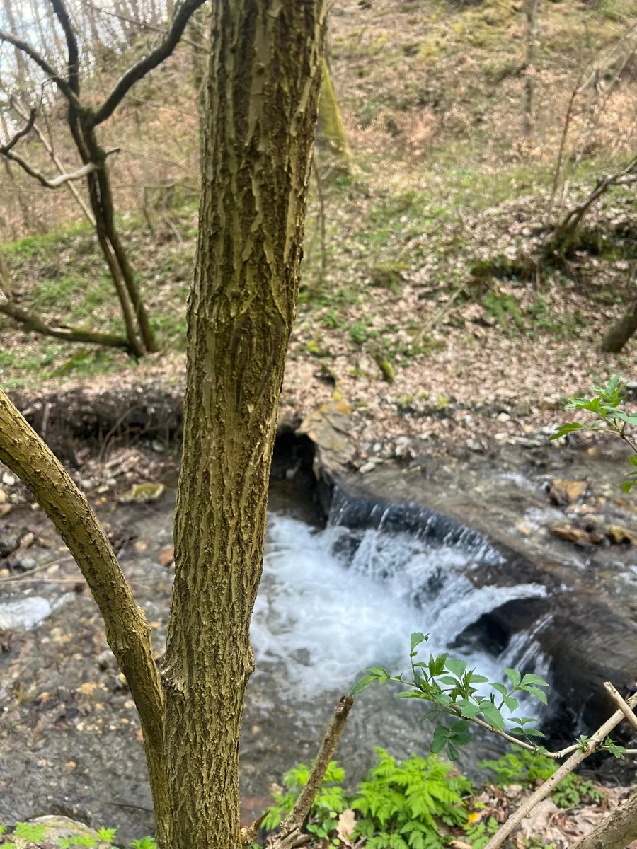 Karakteristieke gegroefd schors van een vlierstruik naast een waterval in Kroatië