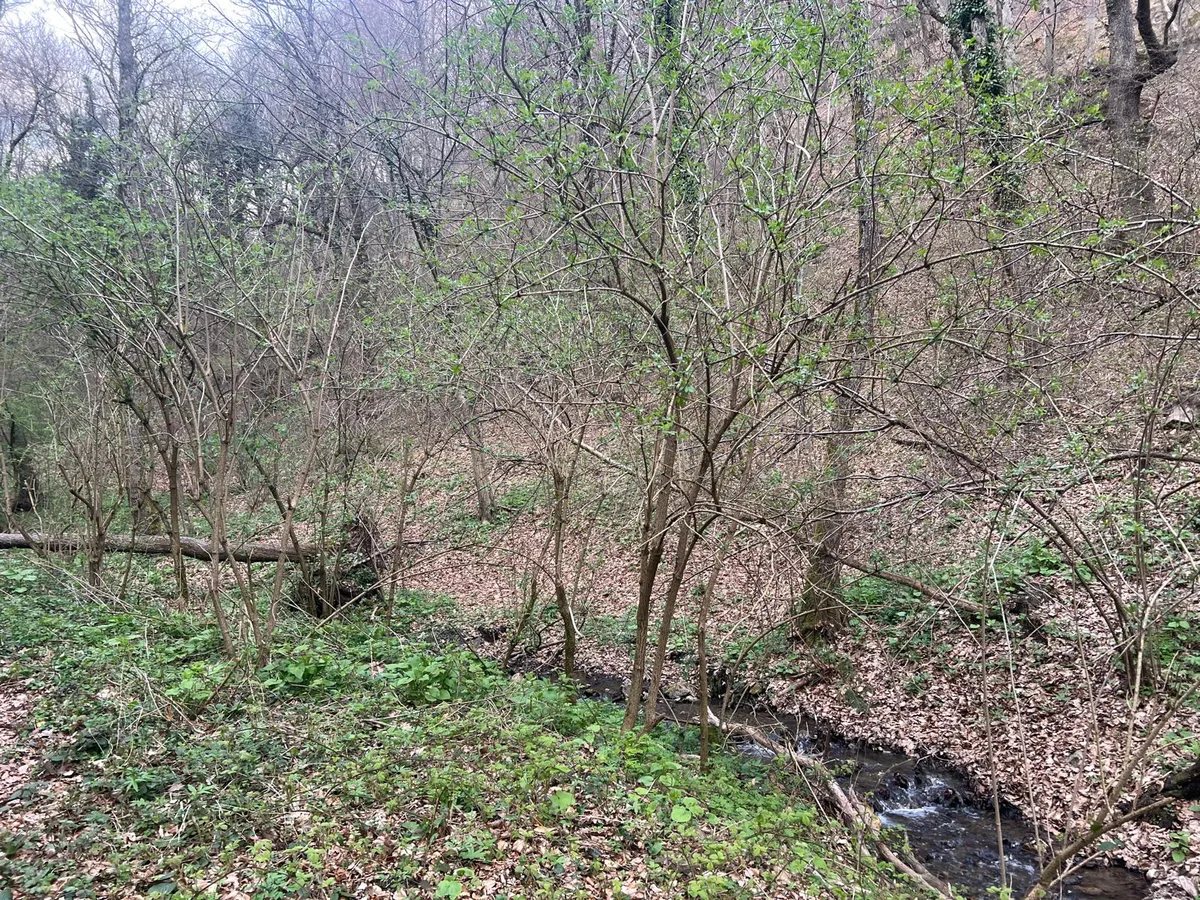 Kolonie vlierstruiken langs een beek in de Kroatische Zagorje