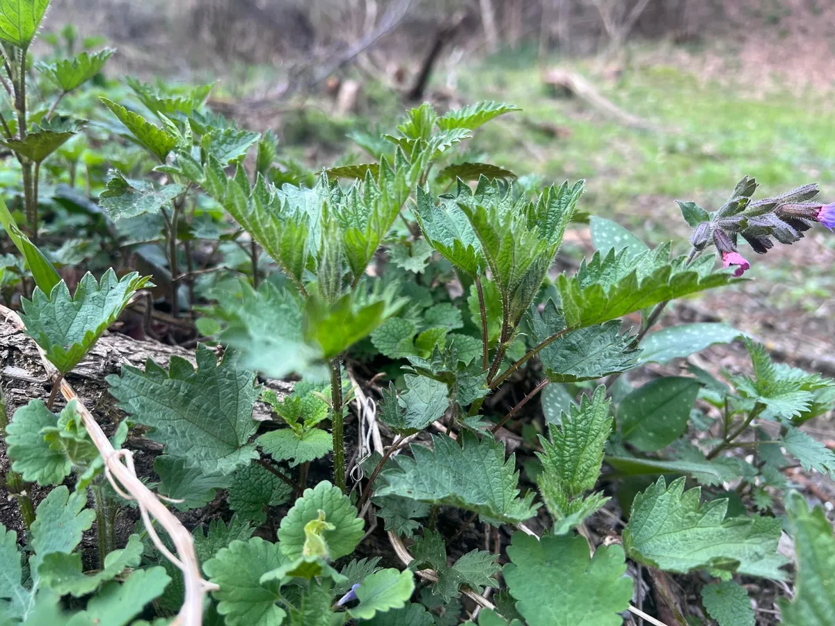 Jonge brandnetel in de natuur