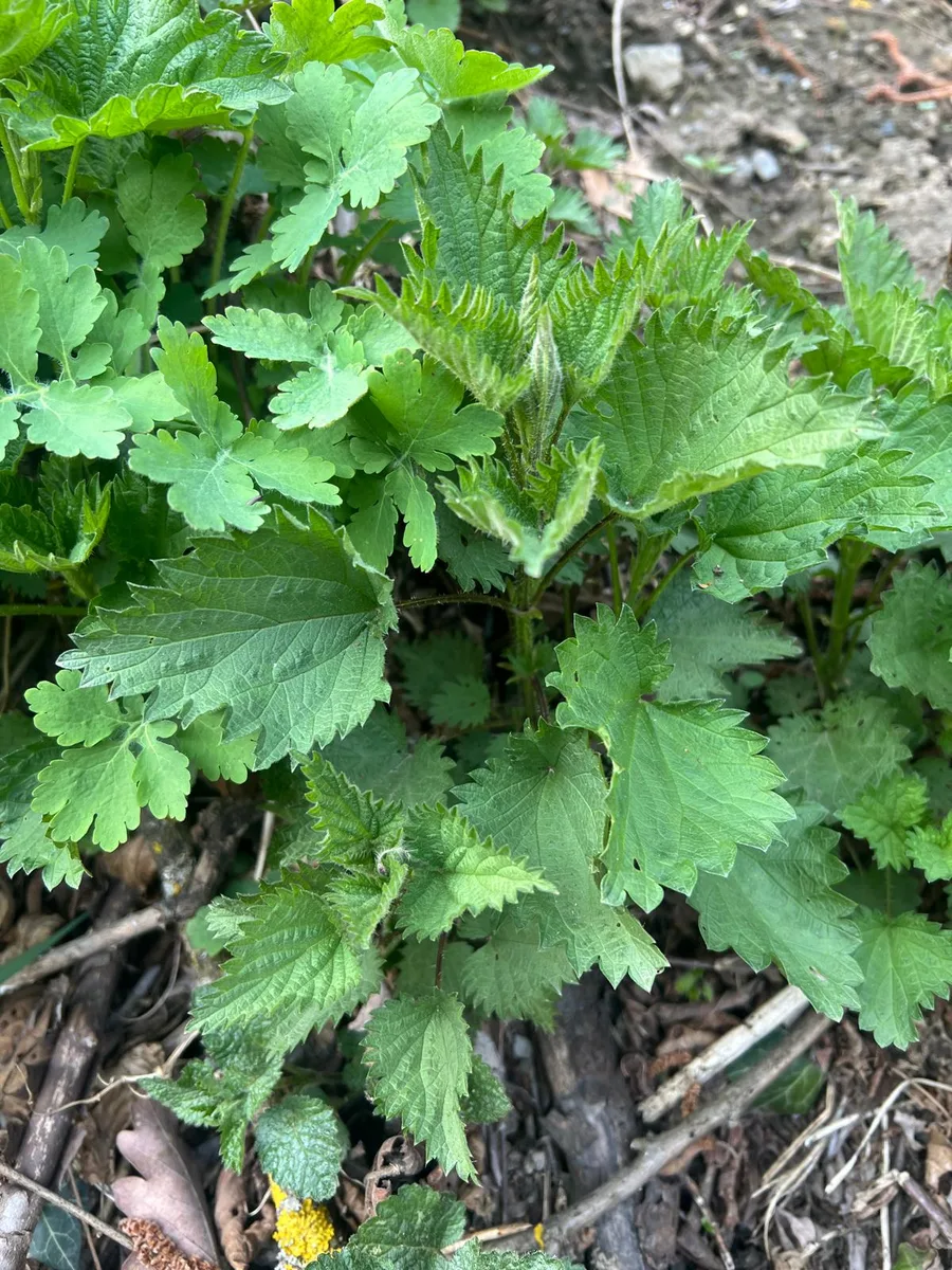 Brandnetel in de natuur — jonge lentescheuten