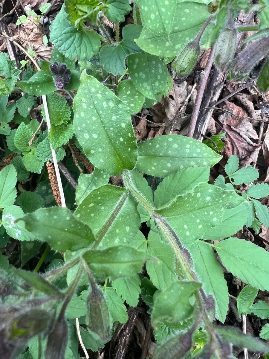 Longkruid (Pulmonaria officinalis) — gevlekte bladeren, paarse bloemen