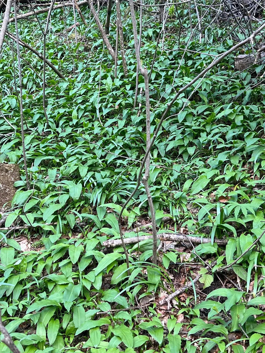 Dicht tapijt van daslook in het bos van het Samoborsko Gorje